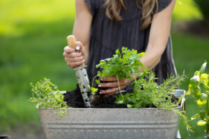 Organic Herbs in Small Spaces