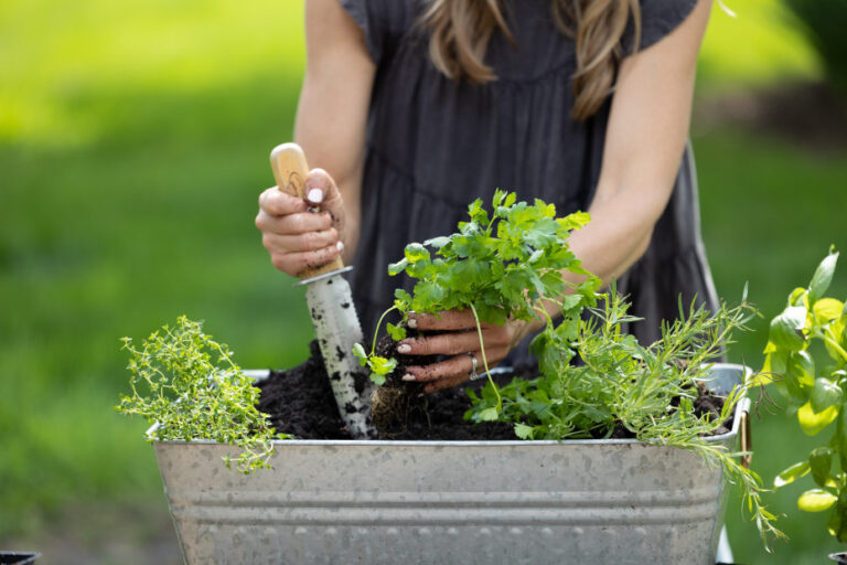 Organic Herbs in Small Spaces